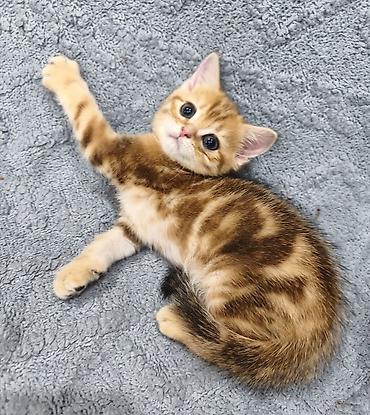 Продажа кошек: Предлагается к предварительному резерву шотландский котенок. Скоттиш — 5