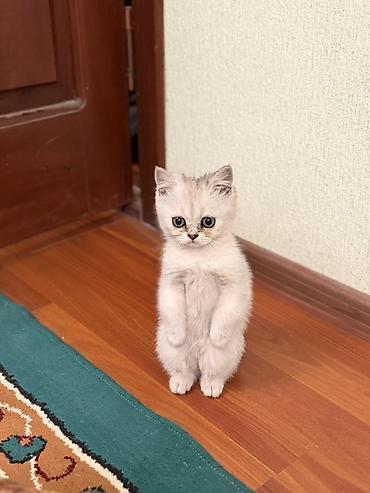 бенгальская кошка цена бишкек: Шотландский котёнок (скоттиш) серебристого окраса. - Порода — 6