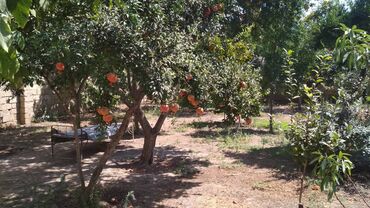 xacmaz torpaq bazarında: Xırdalanda Narlıqda 3 sot sahə. Xırdalanın prestijli yerində, yeni