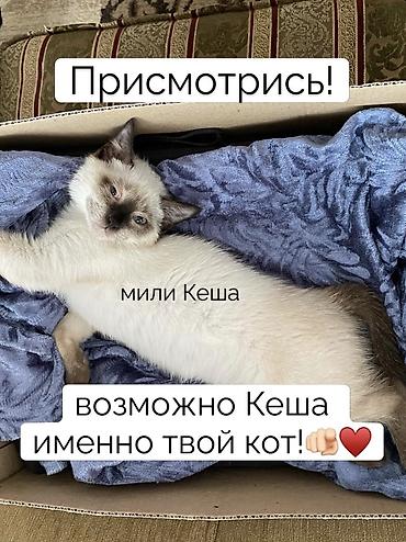 Отдам даром кошку: Кошка даром: Сиамская, 1 год, Мальчик, Кастрирована, Приучена к лотку, Проглистована — 4