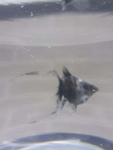 Balıqlar: Molinezi, Sülhsevər -da lalafo.az — 1 Balıqlar: Molinezi, Sülhsevər — 1