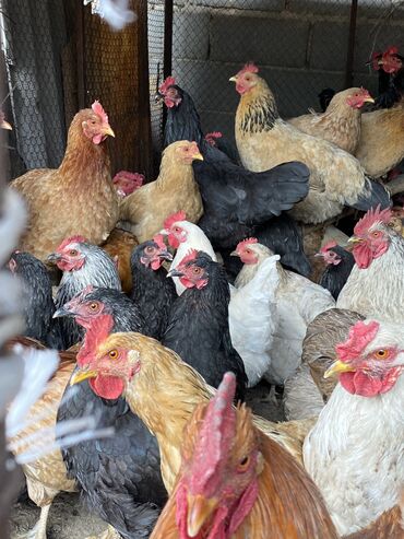 продажа цыплят в бишкеке: Продаю домашних кур все несутся