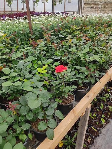 Digər bitkilər: Saksıda dekorativ çiçəkli bitkilər - Növ: Euphorbia milii (Tac-ı — 9