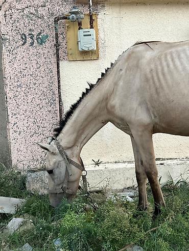 toyuq cuce satisi: Самка, Qarabag, лет: 4, Доставка в районы — 3