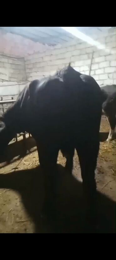 Inəklər, öküzlər: Erkək, il: 3, 900 kq, Ətlik — 8