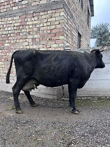 Коровы, быки: Продаю | Корова (самка) | Алатауская | Для молока — 2