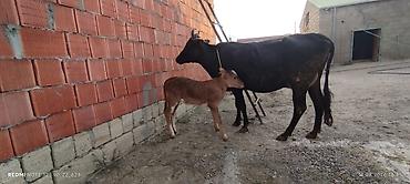 meyn kun qiymeti: Axşam sabah 5 litr süd verir 2 çi balasıdi dişi balası var 25 gündü — 1