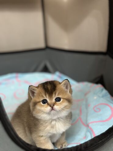 кошка с разными глазами: Скотиш Страйт (Шотландская прямоухая), 2 месяца, Девочка, Золотая шиншилла, Приучена к лотку, Проглистована