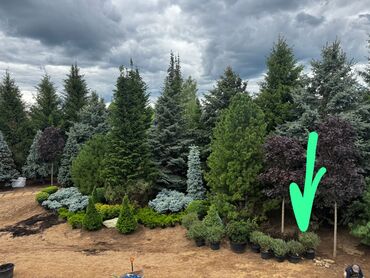 кухоный гарнитур б у: Ель обыкновенная (Picea abies) — крупномер для ландшафтной посадки