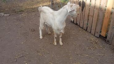 Продам с/х животных: Продаю | Козёл (самец), Козлёнок | Зааненская | На забой, Для разведения, Для молока | Осеменитель — 3