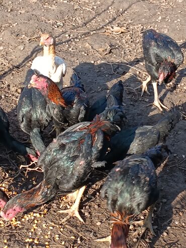 Куры, петухи: Продаю | Петух | Бойцовая, Дакан | На забой, Для разведения, Несушки — 1