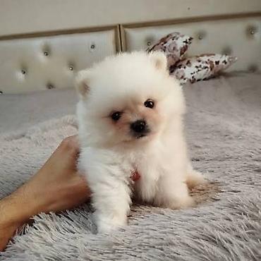 pomeranian baku: Şpitz — 6