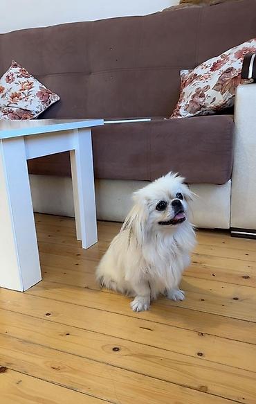 it satış: Pekines, 8 ay, Dişi, Ünvandan götürmə — 1