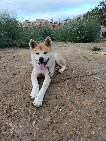 sort itlər: Akita-inu, Erkək — 2