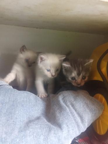 Продажа кошек: Котята с голубыми глазами - Помёт из нескольких котят: светлые — 3