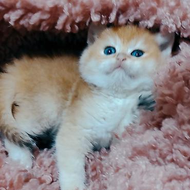 Pişiklər: Britan — 1