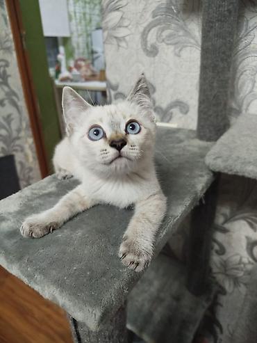 кошка белый: Котёнок с голубыми глазами - Возраст: примерно 1,5–2 месяца (по фото — 7