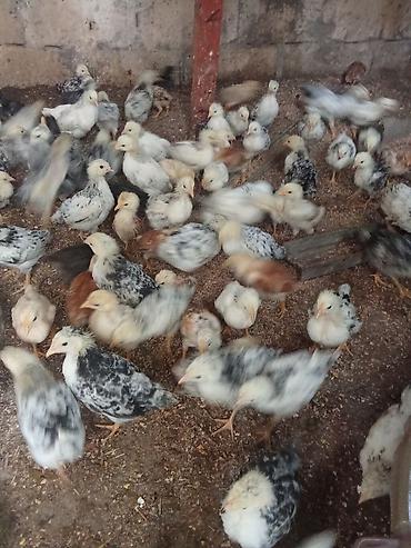 K/t heyvanları və malları: 35 günlük cücələr, saglamdırlar, dərmansız böyüyüblər. Qiyməti 3 — 1
