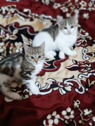 Pişiklər: Türk anqora, Dişi, Yaxşı əllərə, Ünvandan götürmə -da lalafo.az — 13 Pişiklər: Türk anqora, Dişi, Yaxşı əllərə, Ünvandan götürmə — 13