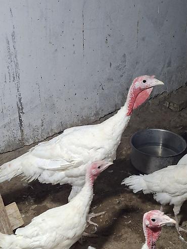 binə atciliq: Salam Temiz cins ag kanada hindusqalari satilir 5 ayliq disiler 55 man — 3