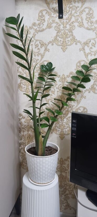 Фикусы: РАСПРОДАЖА ДОМАШНИХ ЦВЕТОВ, СРОЧНО НЕДОРОГО ЦВЕТЫ КОМНАТНЫЕ Продаю — 28