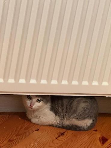 Pişiklər: Yaxşı əllərə — 4