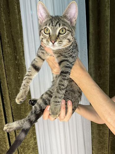 дом для котят: Котята, 4 месяца, 1 фото мальчик, на втором фото девочка; домашние — 2