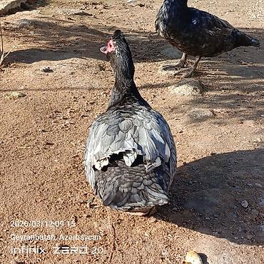 Ördəklər: Satılır hamsı bir yerdə — 2