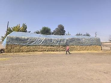 Корма для с/х животных: Сено люцерны в тюках - 3-й укос: мягкое и питательное - Сухое и — 2