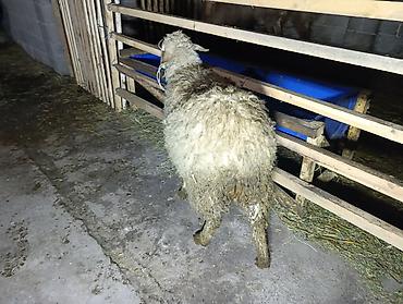 Баран, овца: Продаю | Овца (самка), Ягненок — 13