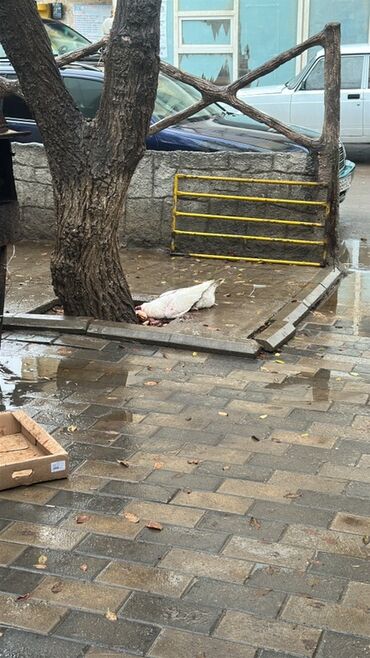 Ördəklər: Dişi, Ətlik — 10