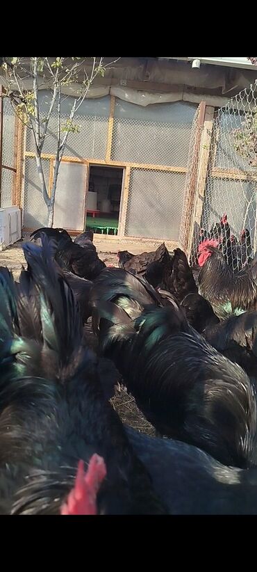 Digər quşlar: Alman cinsi australorp cücə və yumurta sifarişi qəbul olunur. bütün — 19