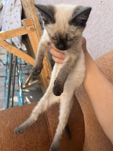 Котёнок колор‑пойнт (сиамский тип) - Окрас: светлый корпус с тёмными at lalafo.kg Котёнок колор‑пойнт (сиамский тип) - Окрас: светлый корпус с тёмными