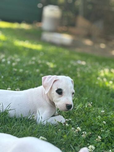 Psi: U ponudi štenci rase Dogo Argentino, oštenjeni 17.05.2025. Uredno — 11
