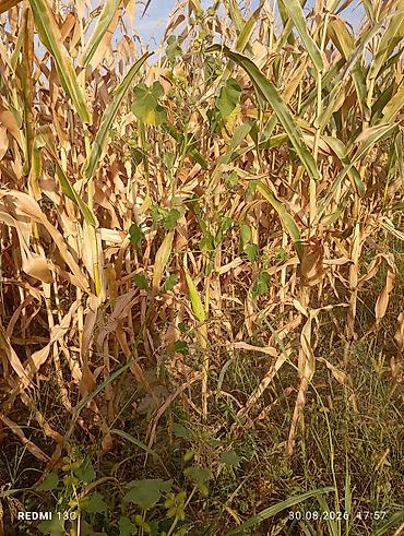 продаю кукурузы: Кукуруза — 3