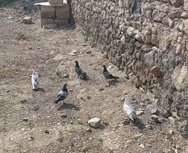 İtlər: Satılır beş quş bir dened goy bala var onda verecem beşi 40m