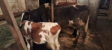 qara mal: Dişi, Simental, il: 4, 550 kq, Südlük, Damazlıq