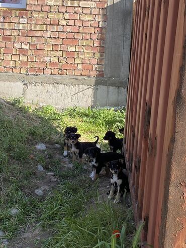 собаки и щенки в дар: Щенки бесплатно. 
Адрес: Бишкек, Тец2. 
6 щенков есть