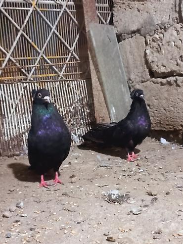 hələb keçisi haqqında məlumat: Salam hazir cutuduler eni quyurug ag gozlerdendi instiye. olsa unvan — 4