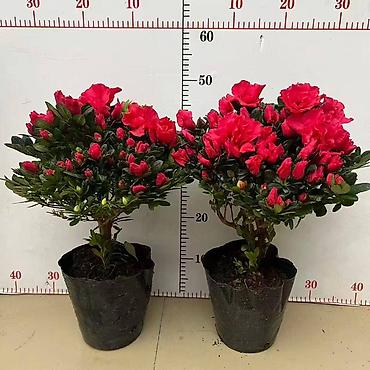 Другие комнатные растения: Бесплатная доставка по городу Пересаженные готовые Комнатные — 13