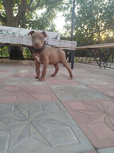 pitbull balaları: Pitbul, 2 ay, Dişi, Ünvandan götürmə — 2