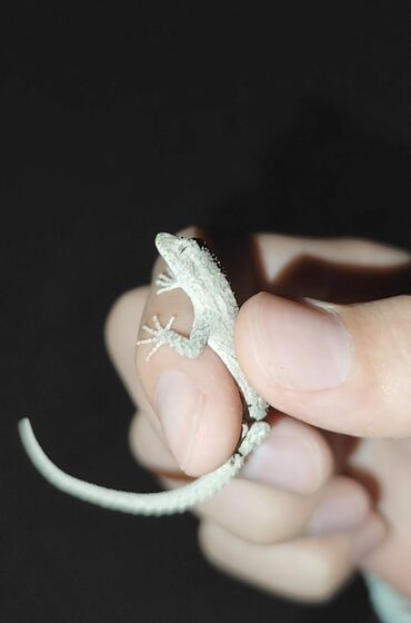черная британская кошка: Ящерица / Серый Геккон / hemidactylus flaviviridis 200 сом