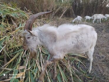 Keçi, çəpiş: Saanen tekesi — 8