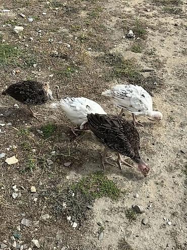hinduşka qiyməti: Super Sağlam gümrah aktiv cins 🦃 Hinduşka cücələri.Cucələr 2 ay 10 — 3