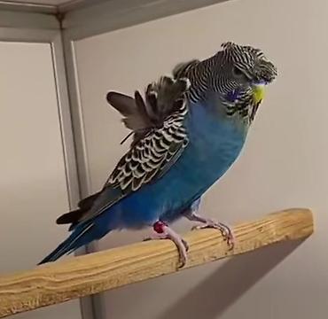 Tutuquşları: Yaponic cütü 70 azn — 8