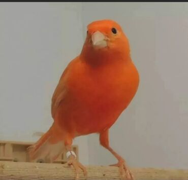поющие птицы: Канарейки красные поющий самец взрослый 1,5 года возраст