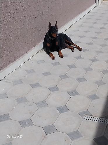 İtlər: Doberman — 3
