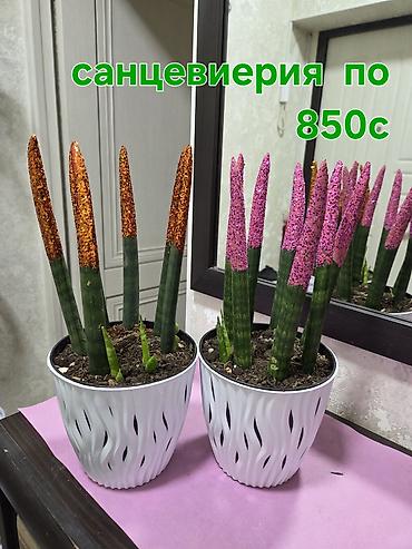 кашпо для орхидей: Олеандр в горшке (Nerium oleander) - Крупное комнатное/балконное — 8