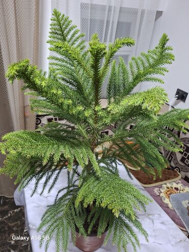 подсветка для аквариума: Продается. спатифилум женское счастье, монстера комнатная ель