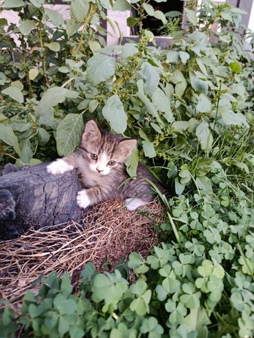 котята отдам в добрые руки: Мышык бекер берилет: Породасыз, 1 айлык, Ургаачы, Лотокко барууга үйрөтүлгөн